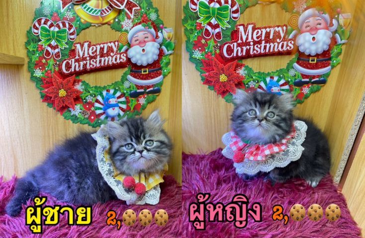 แมวเปอร์เซีย