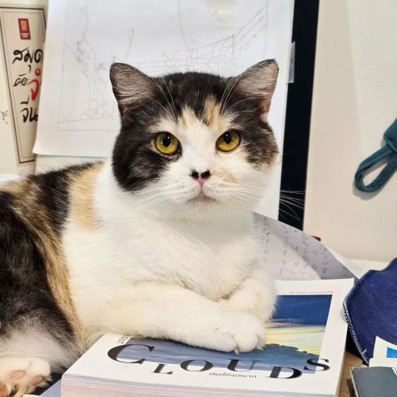 แม่พันธุ์สก็อตติชโฟล์ดWCF รูปที่ 4