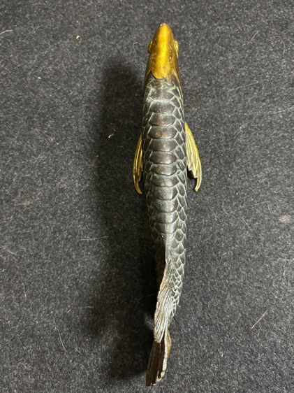 ปลาทองเหลือง รูปที่ 5