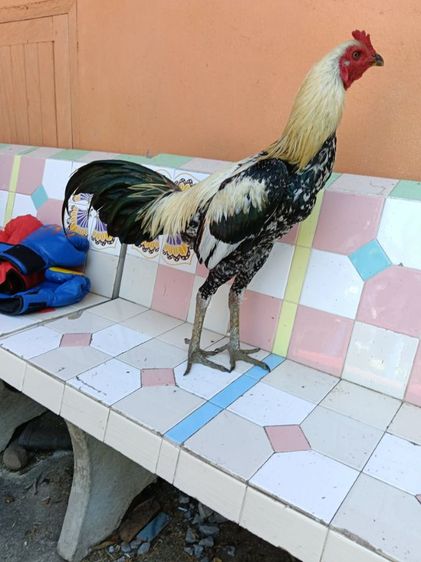 ไก่หนุ่ม เหล่าดี สายพันธุ์พม่า เลือดโกวเซ้ม รูปที่ 3