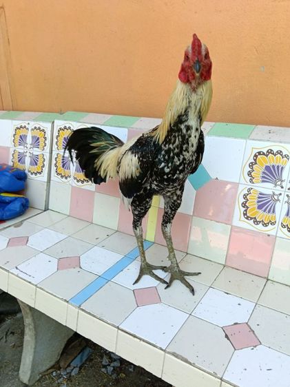 ไก่หนุ่ม เหล่าดี สายพันธุ์พม่า เลือดโกวเซ้ม รูปที่ 2