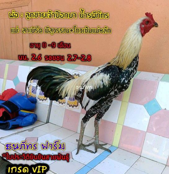 ไก่หนุ่ม เหล่าดี สายพันธุ์พม่า เลือดโกวเซ้ม