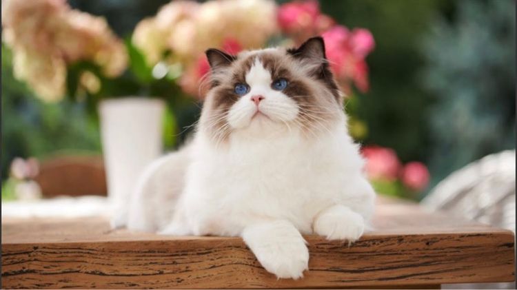 Ragdoll รูปที่ 18