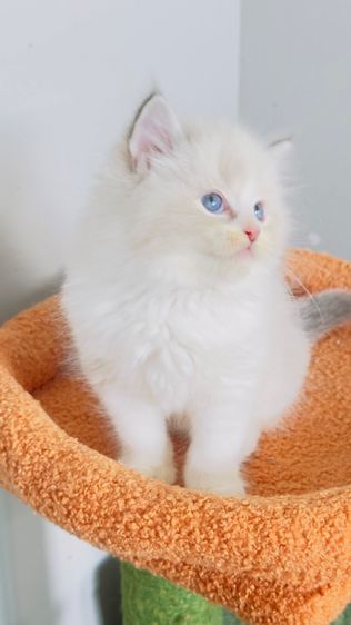 Ragdoll รูปที่ 2