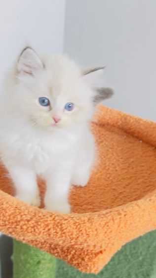 Ragdoll รูปที่ 3