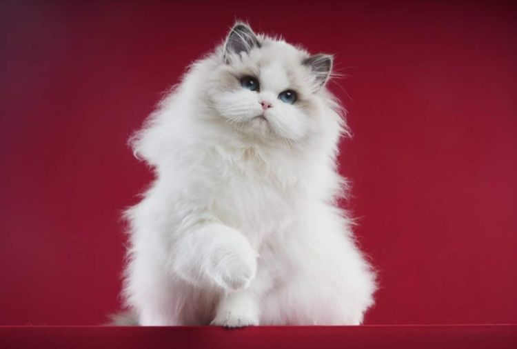 Ragdoll รูปที่ 16
