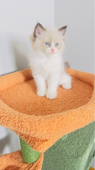 Ragdoll รูปที่ 13