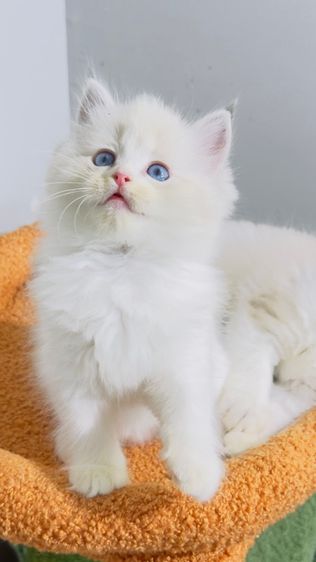 Ragdoll รูปที่ 11