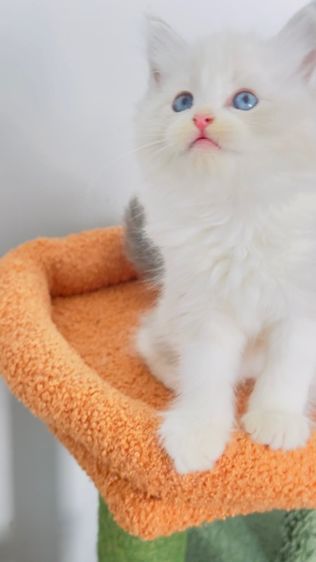 Ragdoll รูปที่ 5