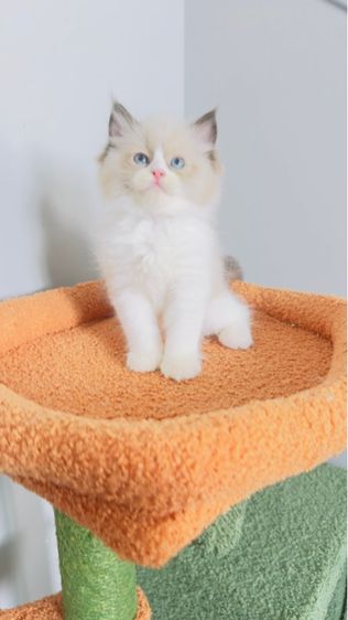 Ragdoll รูปที่ 14