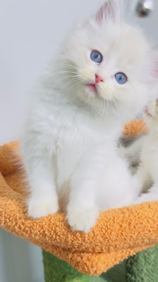 Ragdoll รูปที่ 9