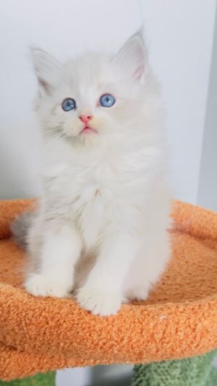 Ragdoll รูปที่ 4