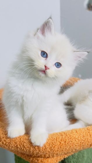 Ragdoll รูปที่ 8