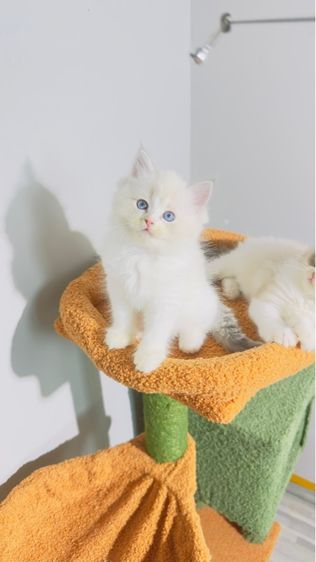 Ragdoll รูปที่ 12