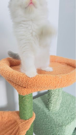 Ragdoll รูปที่ 6