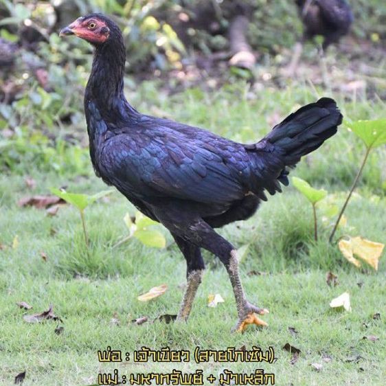 ไก่สาว VIP  รูปที่ 3