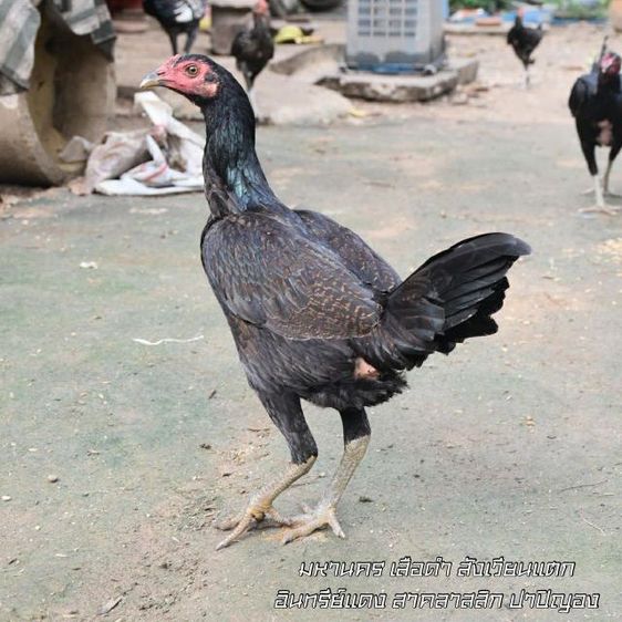 ไก่สาว VIP  รูปที่ 2