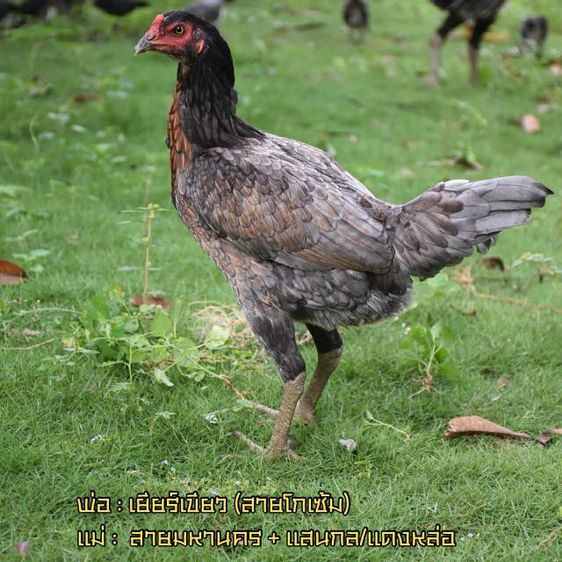 ไก่สาว VIP 