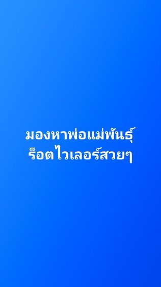 ตามหาพ่อแม่พันธุ์ร็อตไวเลอร์ที่เจ้าของจะแบ่งออก