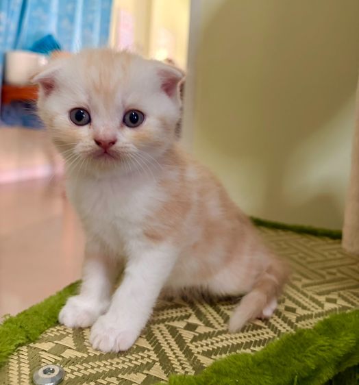 สก็อตติชแท้ สายอ้อนกินจุ รูปที่ 4