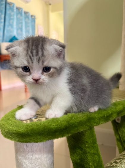 สก็อตติชแท้ สายอ้อนกินจุ รูปที่ 5