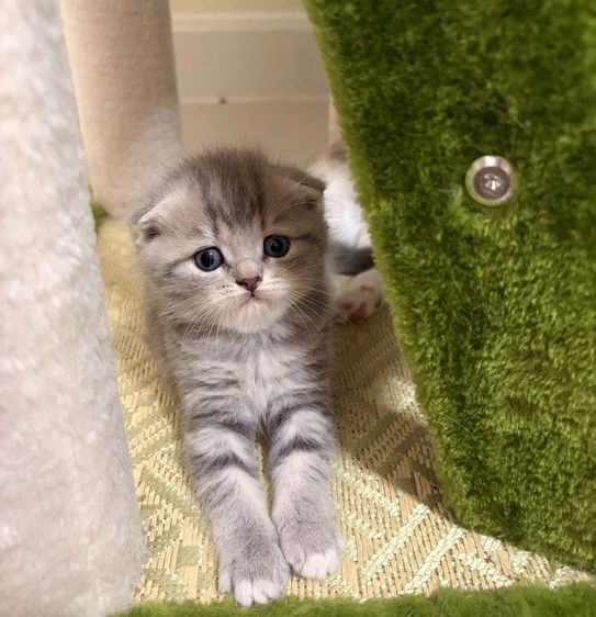 สก็อตติชแท้ สายอ้อนกินจุ รูปที่ 6