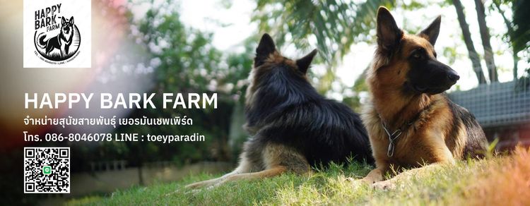 ลูกสุนัขเยอรมันเชพเพิร์ด รูปที่ 7