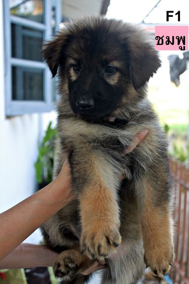 เยอรมันเชพเพิร์ด (German Shepherd) ใหญ่ ลูกสุนัขเยอรมันเชพเพิร์ด