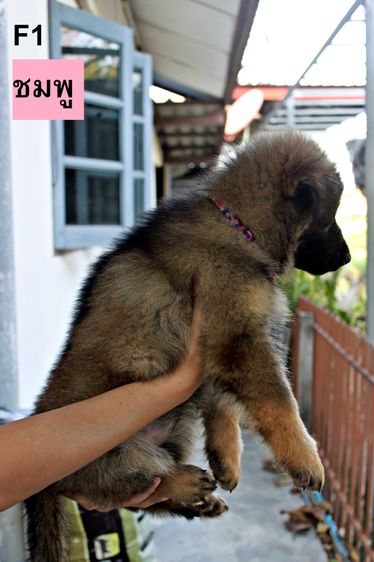 ลูกสุนัขเยอรมันเชพเพิร์ด รูปที่ 2