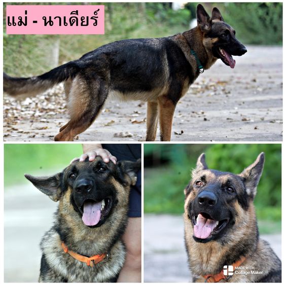 ลูกสุนัขเยอรมันเชพเพิร์ด รูปที่ 6