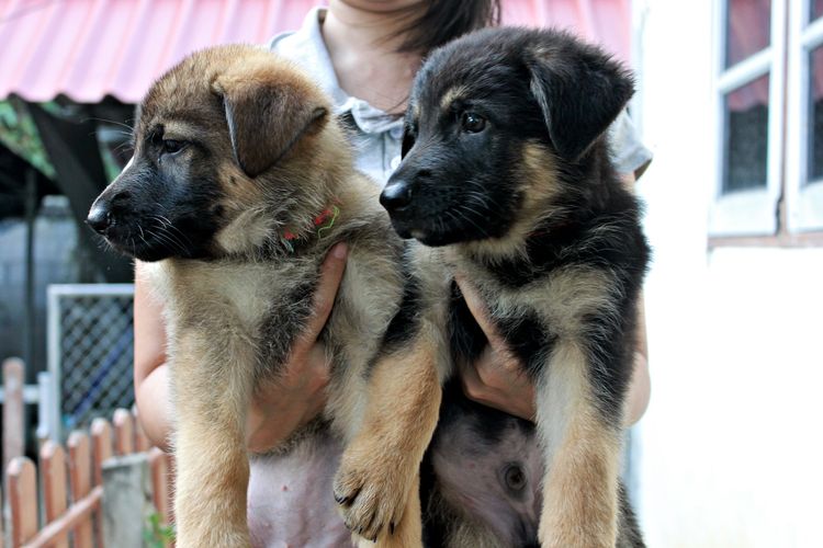 ลูกสุนัขเยอรมันเชพเพิร์ด รูปที่ 4