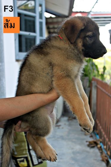 ลูกสุนัขเยอรมันเชพเพิร์ด รูปที่ 2