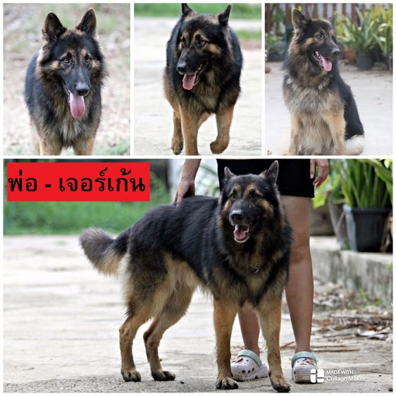 ลูกสุนัขเยอรมันเชพเพิร์ด รูปที่ 7