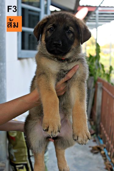 เยอรมันเชพเพิร์ด (German Shepherd) ใหญ่ ลูกสุนัขเยอรมันเชพเพิร์ด