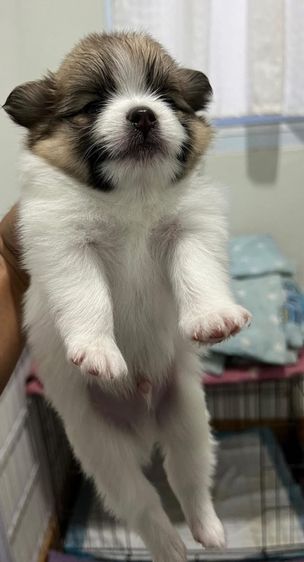 ปอมปอม รูปที่ 3