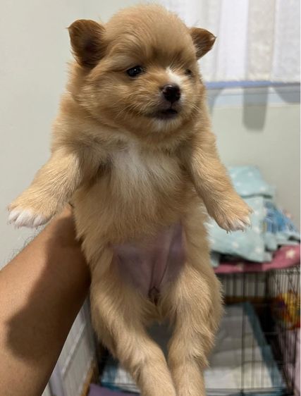 ปอมปอม รูปที่ 2