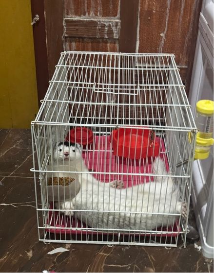 มิ้ง snow silver