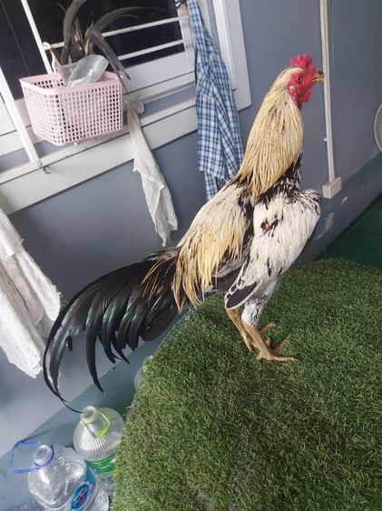 ไก่ชนพม่าหน้าหงอน รูปที่ 4