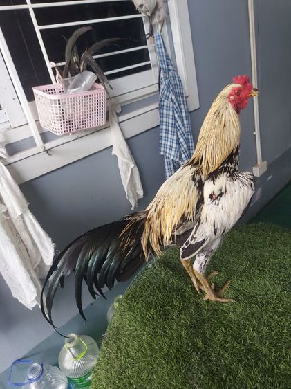 ไก่ชนพม่าหน้าหงอน