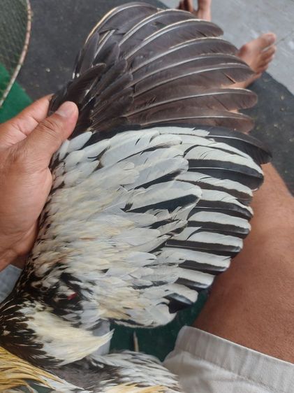 ไก่ชนพม่าหน้าหงอน รูปที่ 6