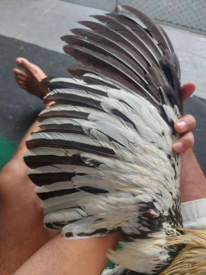 ไก่ชนพม่าหน้าหงอน รูปที่ 5