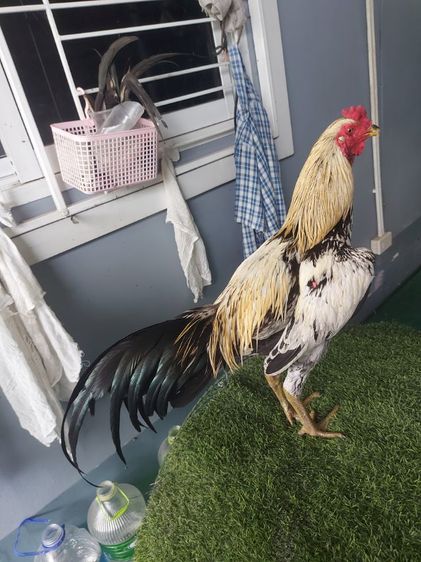 ไก่ชนพม่าหน้าหงอน รูปที่ 3