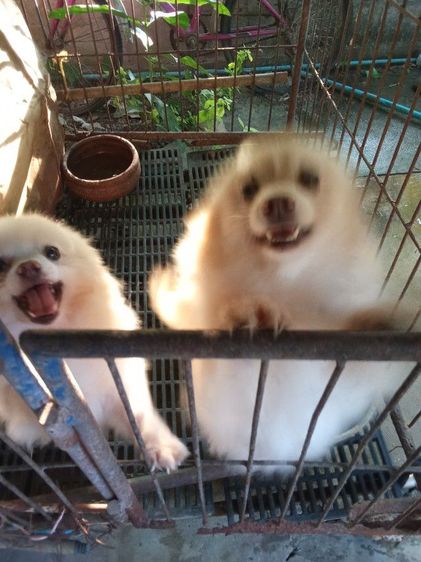 ลุกปอมเปิดจองหาบ้าน