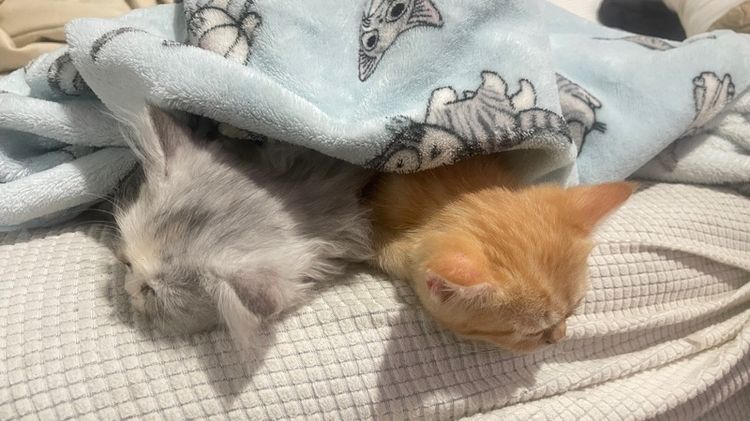 เปอร์เซีย ผสมสก๊อตติช รูปที่ 3