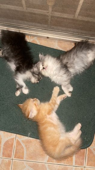 เปอร์เซีย ผสมสก๊อตติช รูปที่ 5