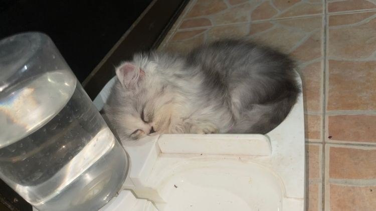 เปอร์เซีย ผสมสก๊อตติช รูปที่ 4