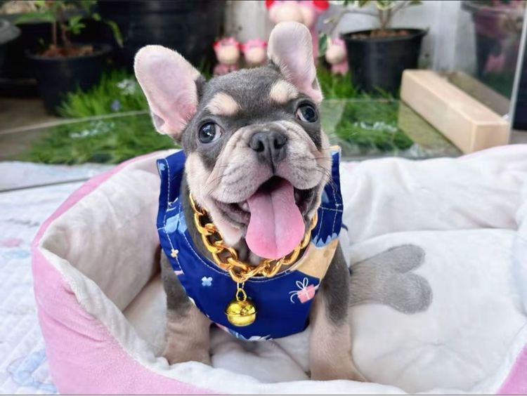 เฟรนบลูด็อก ไลแลคบลูแทน ชาย รูปที่ 14