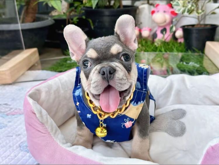 เฟรนบลูด็อก ไลแลคบลูแทน ชาย รูปที่ 10