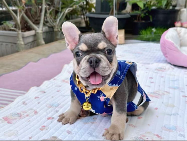 เฟรนบลูด็อก ไลแลคบลูแทน ชาย รูปที่ 16