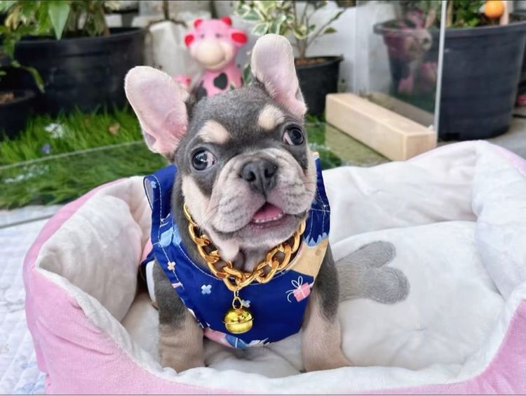 เฟรนบลูด็อก ไลแลคบลูแทน ชาย รูปที่ 3